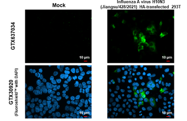 Anti-Avian Influenza A virus H10N3 HA (Hemagglutinin) antibody [HL1559] used in Immunocytochemistry/ Immunofluorescence (ICC/IF). GTX637034